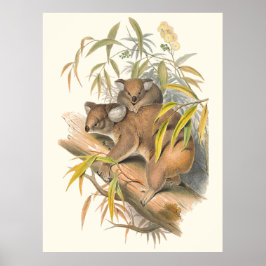 Póster Animales De Australia Y Koala