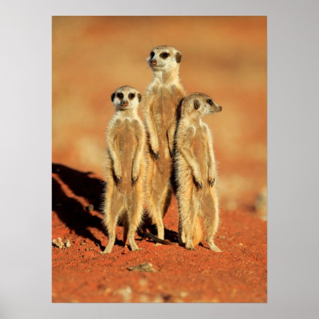 Póster Animales de bebé más afectados | 3 Meerkats (Frente)