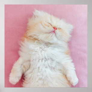 Póster Animales de bebé más afectados   Agradable Gatito 