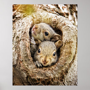 Póster Animales de bebé más afectados   Ardillas de bebé