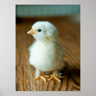 Póster Animales de bebé más afectados   Baby Chick