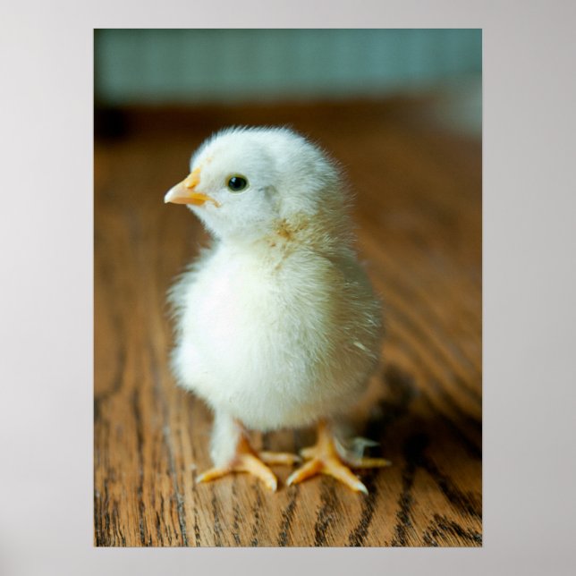 Póster Animales de bebé más afectados | Baby Chick (Frente)