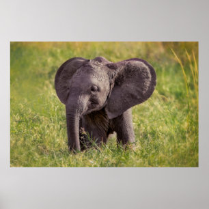 Póster Animales de bebé más afectados   Baby Elephant Ken