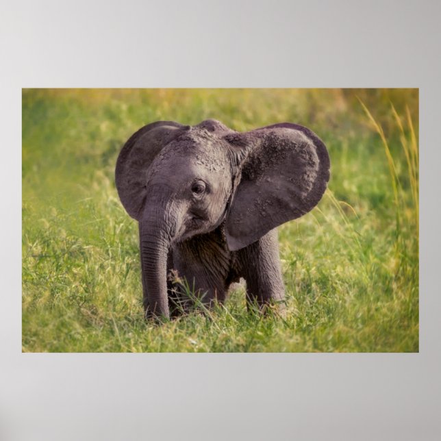 Póster Animales de bebé más afectados | Baby Elephant Ken (Frente)
