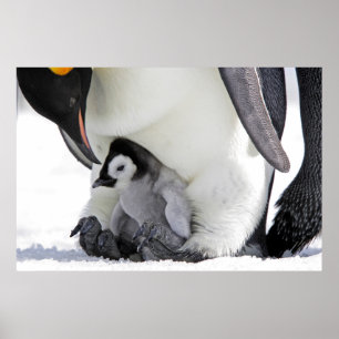 Póster Animales de bebé más afectados   Baby Emperor Peng