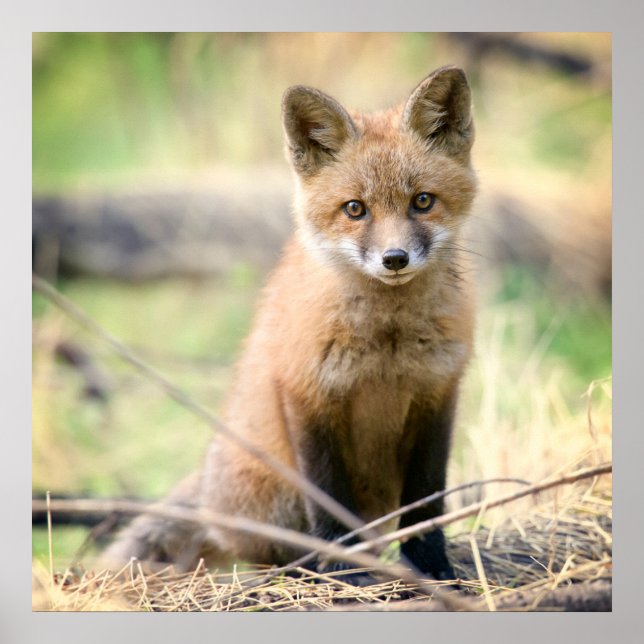 Póster Animales de bebé más afectados | Baby Fox (Frente)