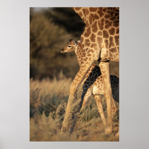 Póster Animales de bebé más afectados Baby Giraffe y Pa