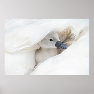 Póster Animales de bebé más afectados Baby Mute Swan