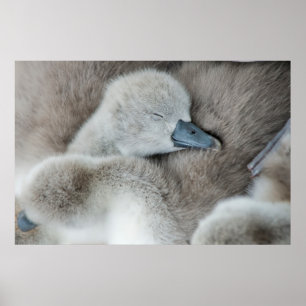 Póster Animales de bebé más afectados Baby Mute Swan