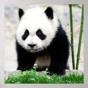 Póster Animales de bebé más afectados Baby Panda Bear