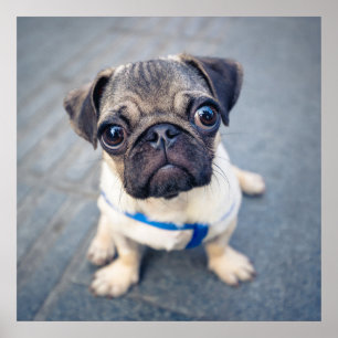Póster Animales de bebé más afectados   Baby Pug