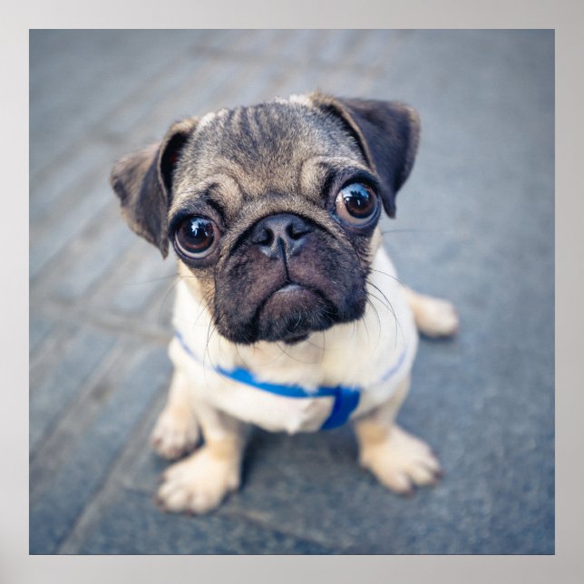Póster Animales de bebé más afectados | Baby Pug (Frente)
