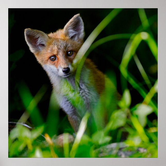 Póster Animales de bebé más afectados | Baby Red Fox (Frente)
