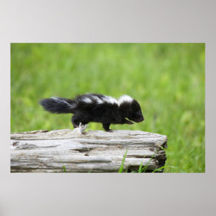 Póster Animales de bebé más afectados   Baby Skunk
