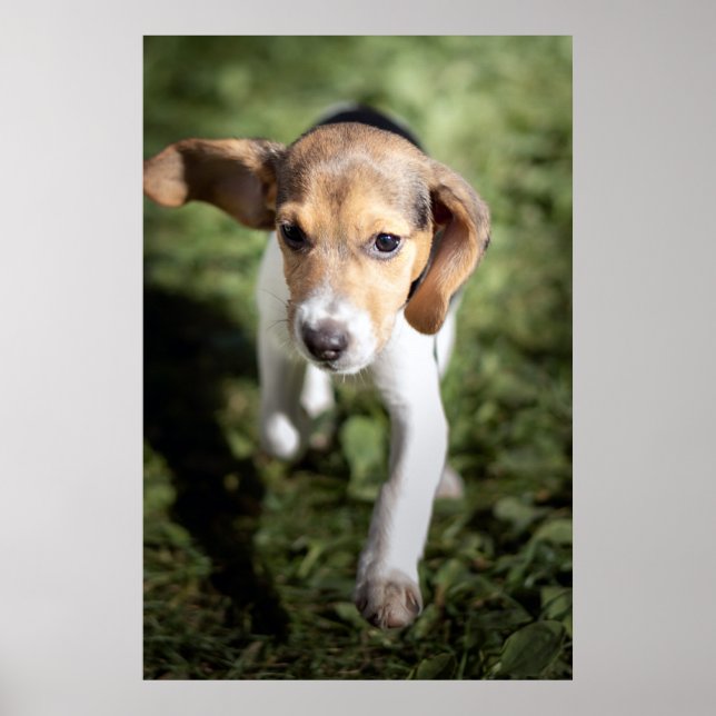 Póster Animales de bebé más afectados | Beagle Puppy (Frente)