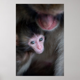 Póster Animales de bebé más afectados   Bebé Macaque Mono