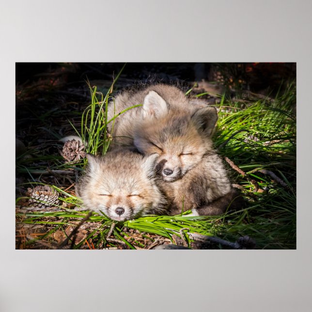 Póster Animales de bebé más afectados | Bebé Red Fox Kits (Frente)