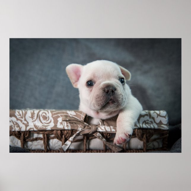 Póster Animales de bebé más afectados | Bulldog francés (Frente)