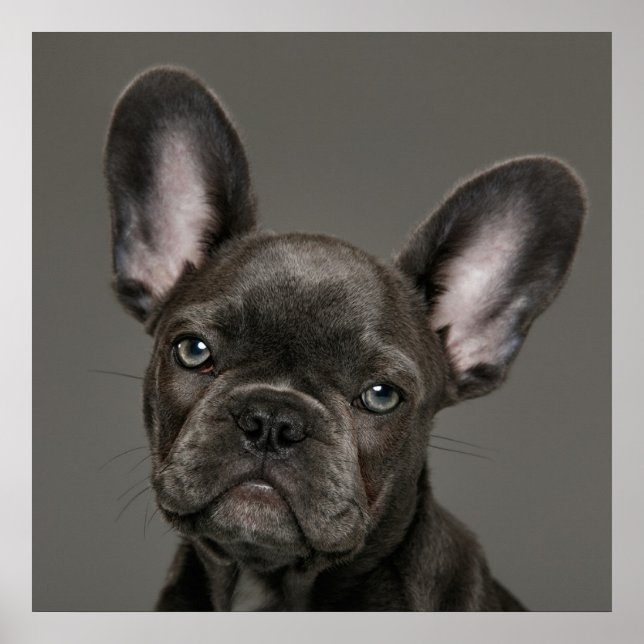 Póster Animales de bebé más afectados | Bulldog francés (Frente)