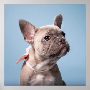 Póster Animales de bebé más afectados   Bulldog francés d