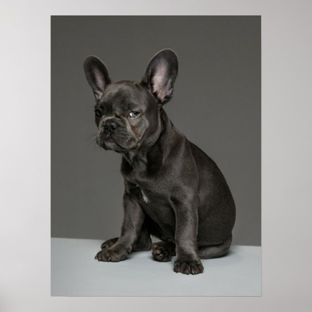 Póster Animales de bebé más afectados | Cachorro de Bulld (Frente)