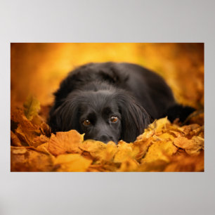 Póster Animales de bebé más afectados Cachorro español