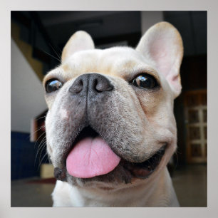 Póster Animales de bebé más afectados   Cara de Bulldog f