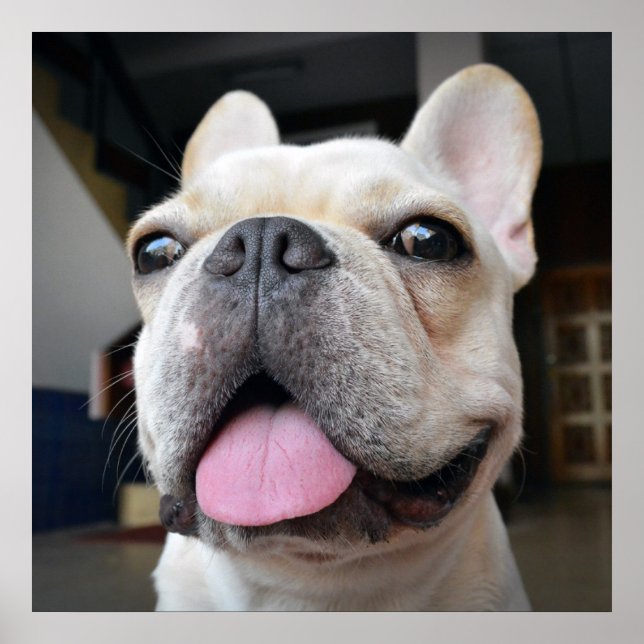 Póster Animales de bebé más afectados | Cara de Bulldog f (Frente)