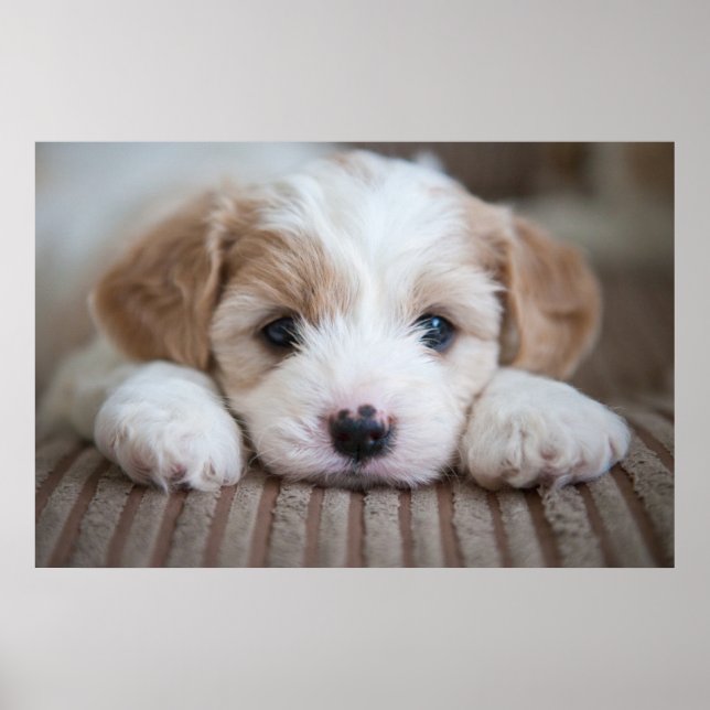 Póster Animales de bebé más afectados | Cavashon Puppy (Frente)