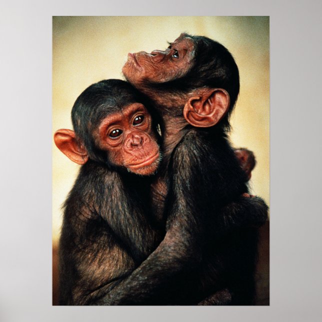Póster Animales de bebé más afectados | Chimpanzee Hug (Frente)
