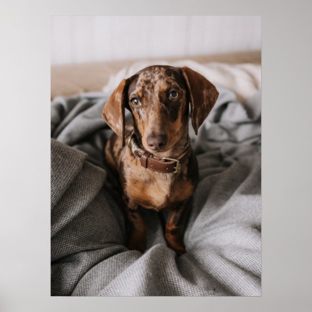Póster Animales de bebé más afectados | Chocolate Dachshu (Frente)