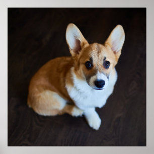 Póster Animales de bebé más afectados   Corgi Buscando