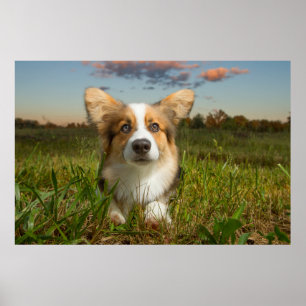 Póster Animales de bebé más afectados   Corgi en el Aveni