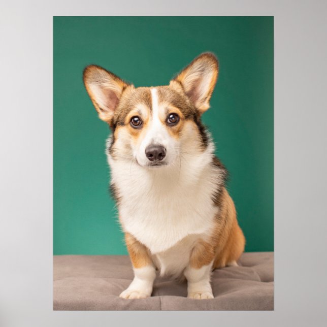 Póster Animales de bebé más afectados | Corgi en Verde az (Frente)