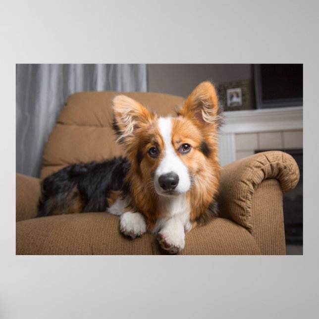 Póster Animales de bebé más afectados | Corgi Puppy de pe (Frente)