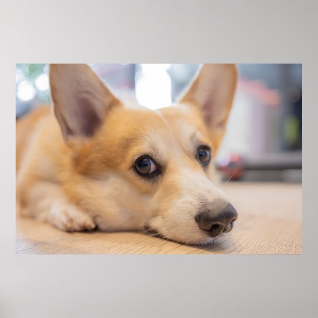 Póster Animales de bebé más afectados | Corgi Puppy en el (Frente)