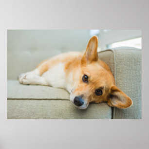 Póster Animales de bebé más afectados Corgi Puppy en el