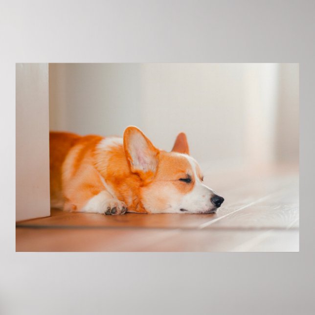 Póster Animales de bebé más afectados | Corgi Sleeping (Frente)