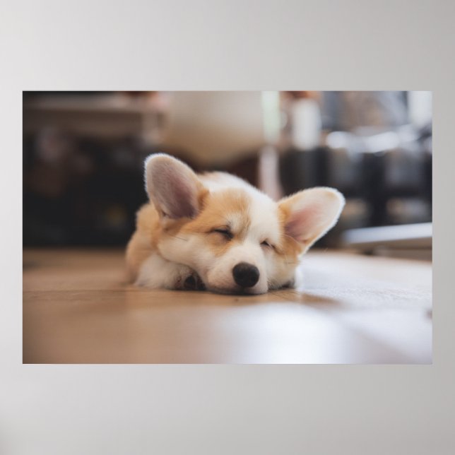 Póster Animales de bebé más afectados | Corgi somnoliento (Frente)