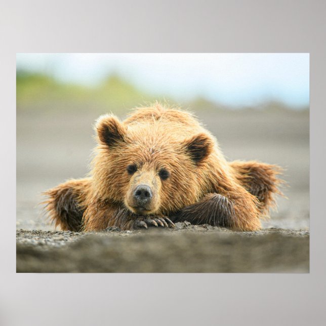 Póster Animales de bebé más afectados | Cubo de oso marró (Frente)