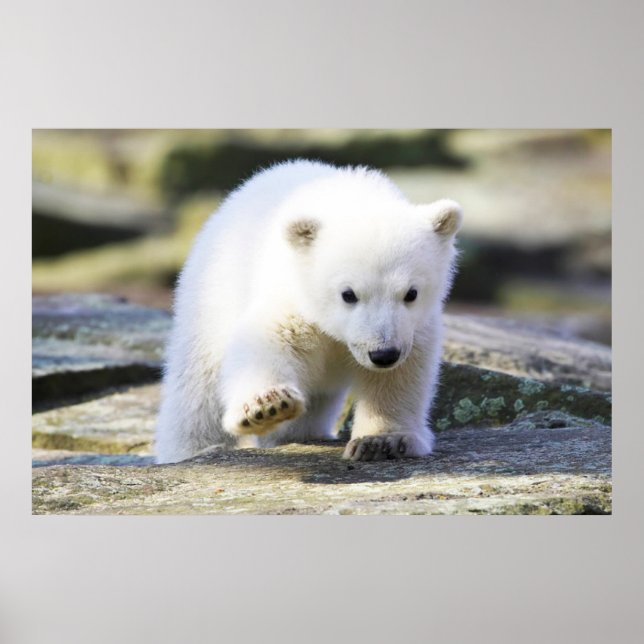 Póster Animales de bebé más afectados | Cubo de oso polar (Frente)