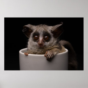 Póster Animales de bebé más afectados   Cute Bushbaby
