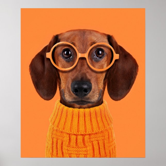 Póster Animales de bebé más afectados | Dachshund Naranja (Frente)