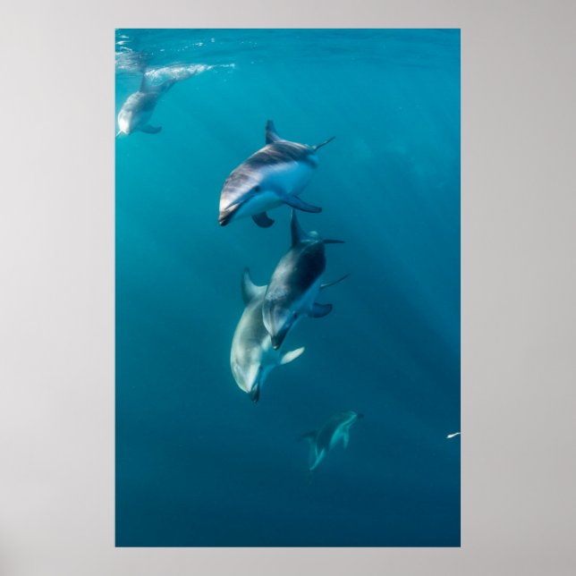 Póster Animales de bebé más afectados | Dolphin Family (Frente)