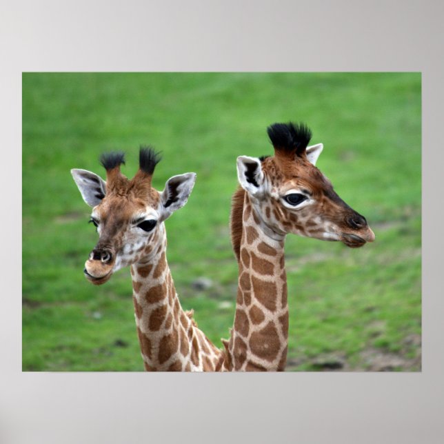 Póster Animales de bebé más afectados | Dos jirafas para  (Frente)