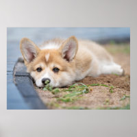 Animales de bebé más afectados | El corgi en el ya