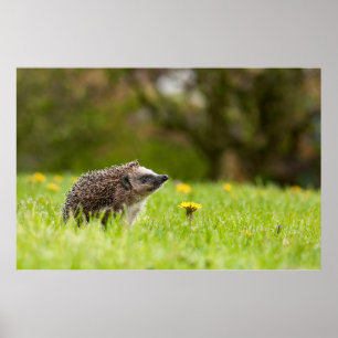 Póster Animales de bebé más afectados   Erizo europeo