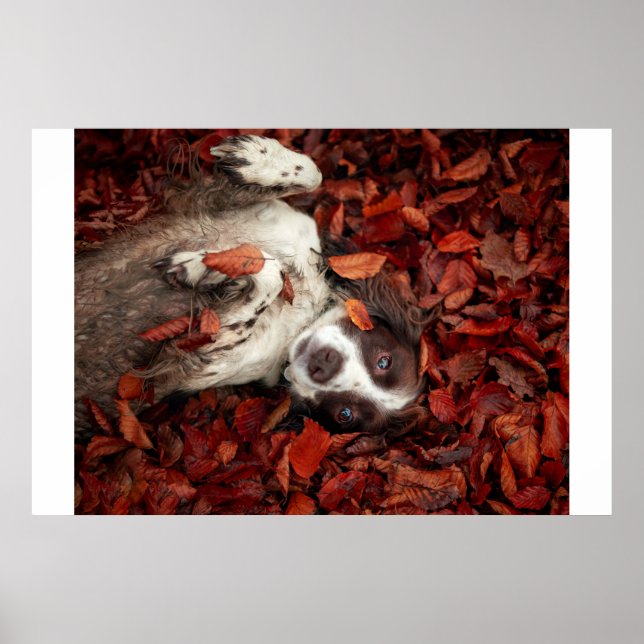 Póster Animales de bebé más afectados | Español en hojas  (Frente)