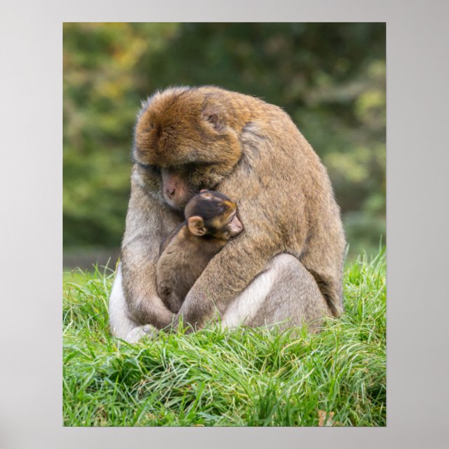 Póster Animales de bebé más afectados | Familia Barbary M (Frente)