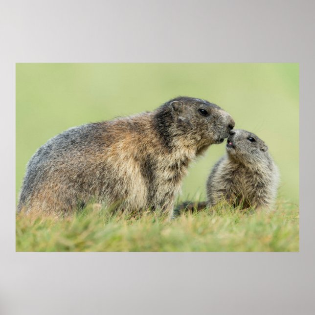 Póster Animales de bebé más afectados | Familia de marmot (Frente)